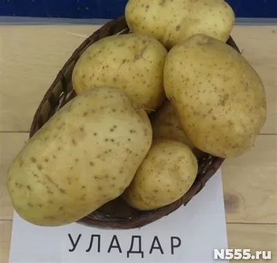Семенной картофель из Беларуси. Уладар