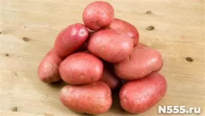 Семенной картофель из Беларуси. Журавинка